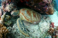 Full Board &amp; 6 Dives at The Barat Perhentian