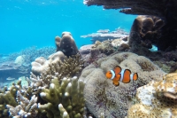 Full Board &amp; Snorkeling at The Barat Perhentian (Low Season)